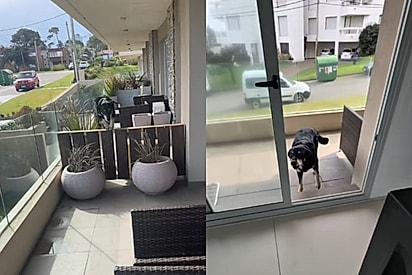 Cachorro interesseiro começa a aparecer todos os dias na casa de vizinho após descobrir com o que ele trabalha