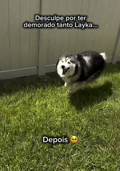 Layka ficou muito feliz com o quintal que ganhou para brincar.