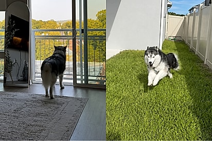 “Desculpa por ter demorado tanto”: Após anos em apartamento, Husky pisa em gramado e tem reação emocionante.