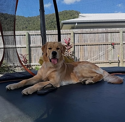 Thor é um cachorrinho muito esperto.