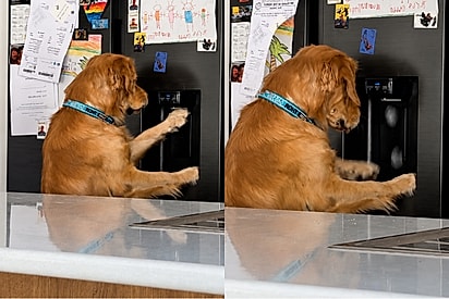 “Ele se serve sozinho”: Golden aprende a pegar gelo na geladeira e impressiona milhões.