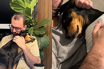 Thobias, o cãozinho café com leite que um dia foi de rua, faz questão de mostrar sua gratidão eterna todos os dias para sua família perfeita