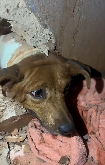 A cadela ficou com a cabeça presa em um cano.