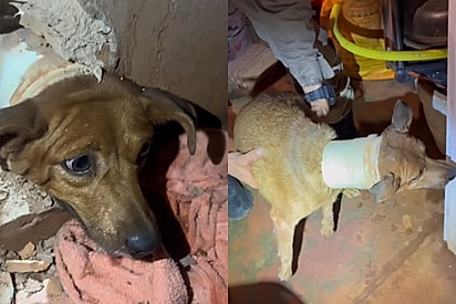 Bombeira achou que seria uma ocorrência rápida, mas foi surpreendida por um doguinho curioso precisando de ajuda