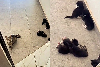 Bom dia, trouxe os meus bebês para você conhecer: ao abrir a porta, mulher encontra família querendo morar na sua casa