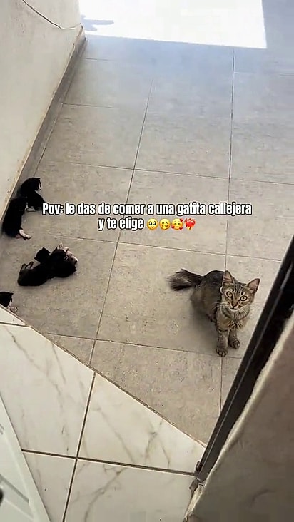 A gatinha levou todos os filhotes até a Elva.
