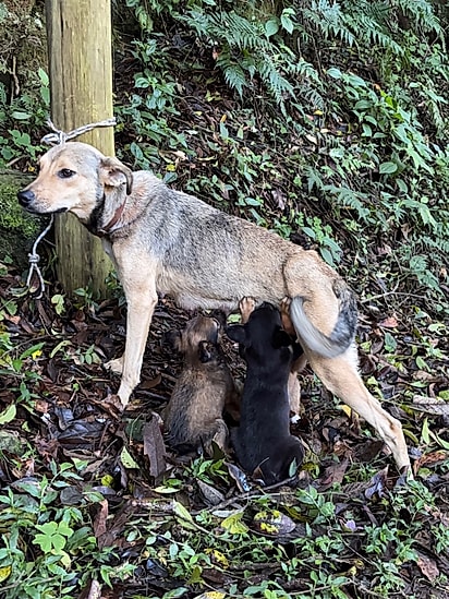 A cachorrinha continuou amamentando mesmo amarrada.