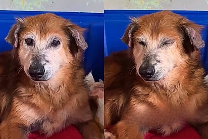 “Ela nunca foi o sonho de ninguém”: cachorrinha de 12 anos sofre por nunca ter tido um único interessado