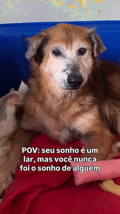 Amália está há anos no abrigo.