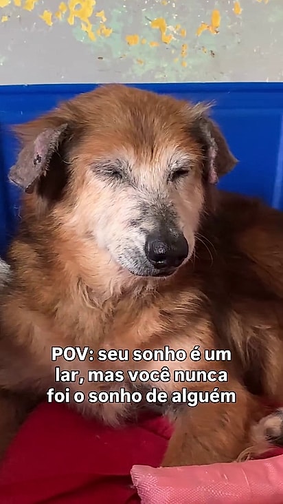 Ela espera por um lar para viver o resto de sua vida.