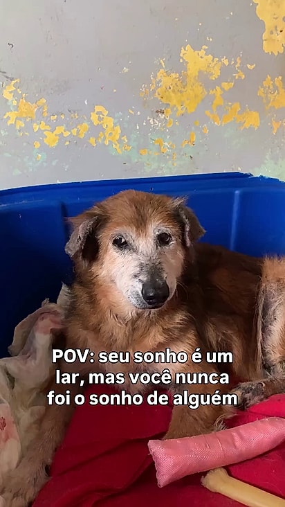 Mesmo sendo dócil e tranquila ela não tem nenhum interessado.
