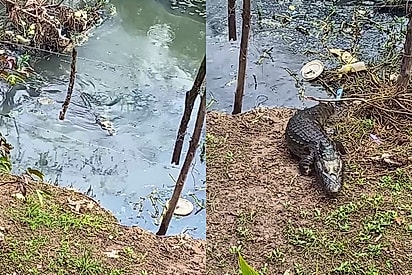 Vem, Jacá: jacaré com limitações físicas atende ao chamado de moradora e conquista as redes
