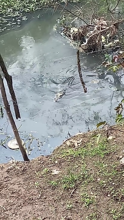 O jacaré vive no rio próximo a residência de Severina.