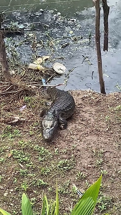 O animal reconhece a voz da tutora.