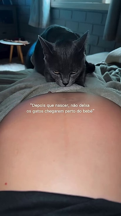 A gatinha sempre foi carinhosa mesmo na gestação da tutora.