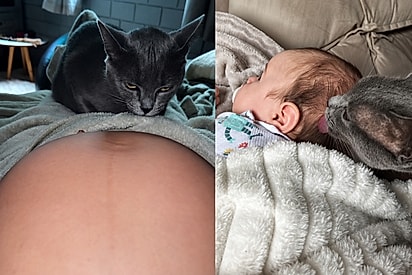 Mãe ignora conselhos para afastar o gato do recém-nascido e flagra o pet dando banho no bebê