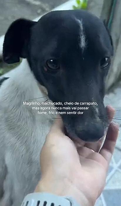 O vira-latinha estava sendo atacado por cães.