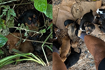‘Que pecado’: ciclista de bom coração para pedal ao ver as bolinhas gordinhas mais lindas abandonadas em estrada.