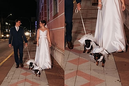 Casal pretendia realizar ensaio elegante com cadelas dachshunds, mas elas tinham outros planos