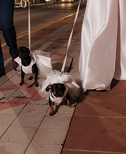 Luna e Leia latindo.