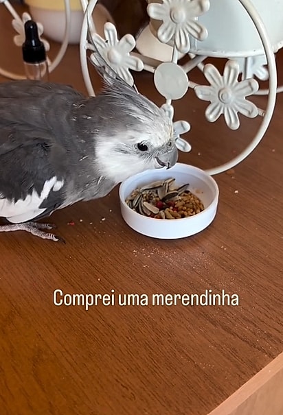 Enquanto não acha o dono, Dani está cuidando do passarinho.