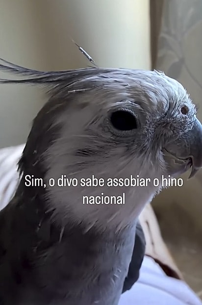 O passarinbho é dócil e adora cantarolar.