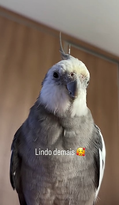 O passarinho está muito bem cuidado por Dani.