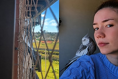 “Entre tantas janelas, escolheu a dela”: passarinho surge em prédio de 18 andares e vira amigo de pet sitter.