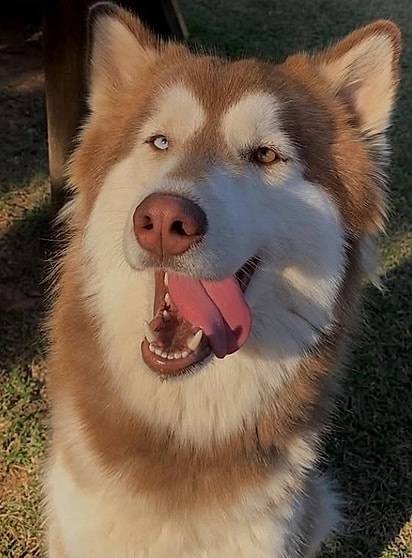 Sky, a husky da família que partiu.