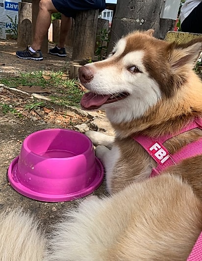 Nunca foi só uma cachorra, escreveu Giovana na homenagem.