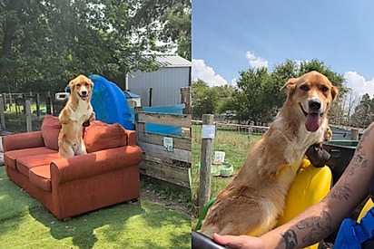 Cão com deficiência aguarda animado pelo momento mais feliz do dia e cena encanta