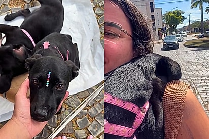 “Era pra ser só lar temporário”: influenciadora sai para fazer as unhas e volta para casa acompanhada