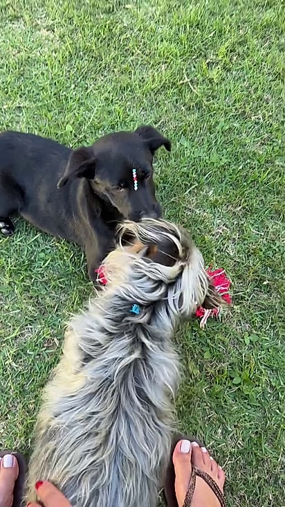 A cachorrinha mais velha aceitou a nova integrante da família.