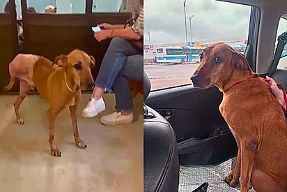 Após perda de tutor e amputação, cão de 10 anos aguarda adoção responsável no Rio