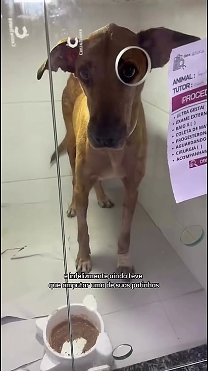 Ele só precisa de um lar amoroso.