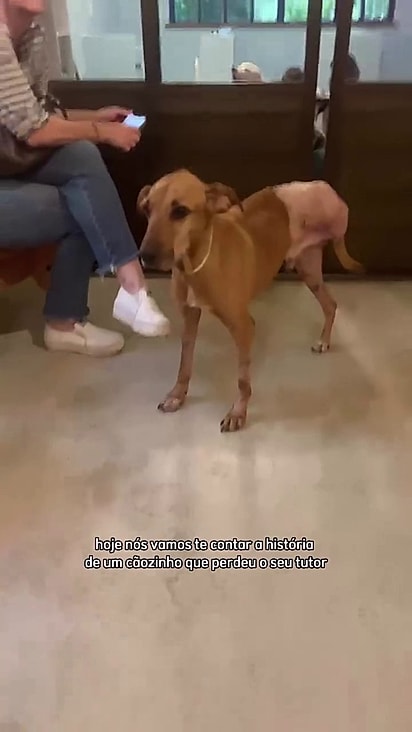 O cão já tem dez anos e perdeu seu antigo tutor.