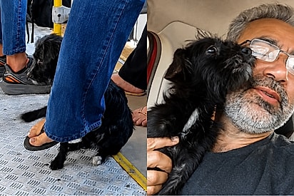 Cachorrinha expulsa de ônibus passa dias desaparecida, mas ganha nova chance ao ser encontrada.
