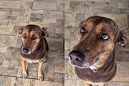 Agora eu quero uma cachorra vesguinha: Homem mostra cadela de rua que visita seu trabalho e detalhe apaixona