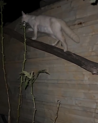 A gatinha conduziu Carol Midori até os seus filhotes.