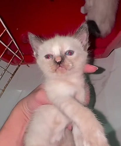Carol Midori resgatou a ninhada e a mãe.
