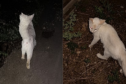 Gata insiste para que mulher a siga para lhe monstrar onde estava escondendo seu tesouro.