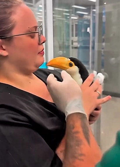 Quindim era filhote quando chegou aos cuidados do médico veterinário Rafael Carneiro.