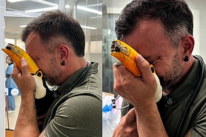 “Você vai sarar, meu amor”: Tucano perde o bico em acidente, mas ganha nova chance após reconstrução.