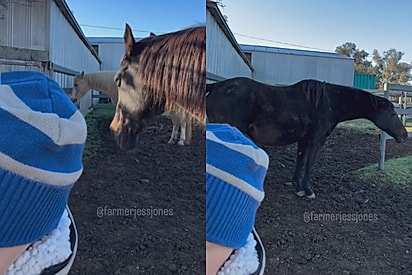 Égua Lyric afastando o cavalo Sunny.
