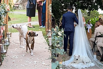 “Participaram certinho do cortejo”: Cadelinhas resgatadas roubam a cena em casamento da tutora.