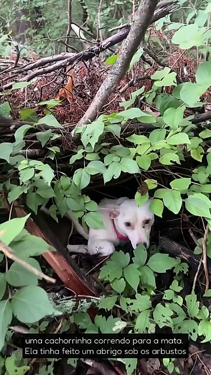 A cachorrinha estava um pouco assustada e se escondeu.