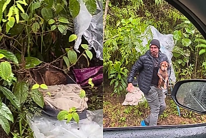 Todos passaram e ninguém parou: Cão idoso tentava se esconder da chuva quando um anjo o encontrou