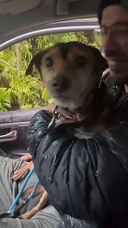Pepito já é idoso e foi abandonado.
