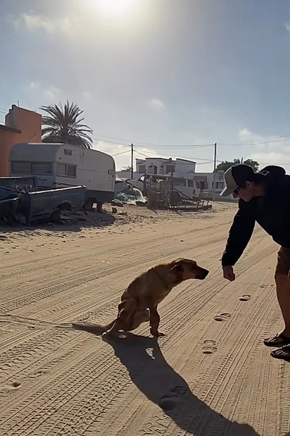 A cachorrinha correu até eles.