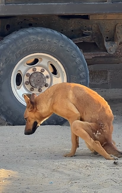 A cadela andava arrastando as patas.